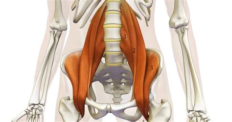 Iliopsoas Physioquantum