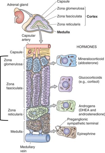 Physiology 2 Adrenals Flashcards Quizlet