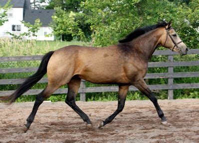 Miracle Jo. Buckskin Warmblood filly by Mirabeau | Warmblood horses, Horse pictures, Beautiful ...