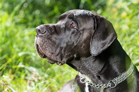 Deutsche Dogge - Schnüffelfreunde