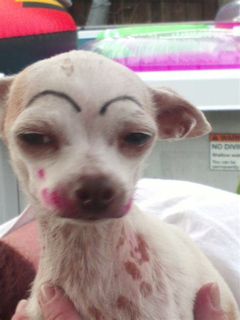 30 best images about eyebrow dogs on Pinterest | Cartoon, Ugly kids and ...