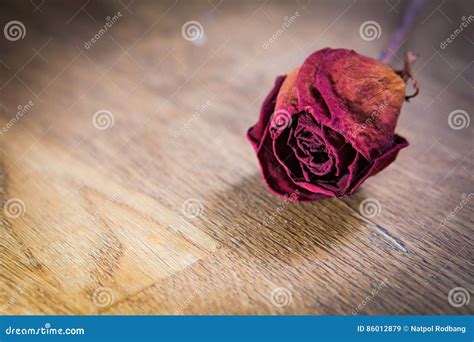 Red Dry Roses On Wooden For Love Stock Image Image Of Antique Dying