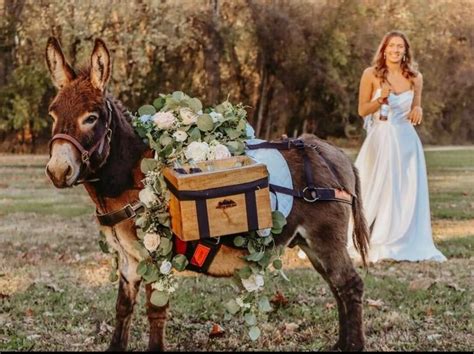 A Donkey for Your Wedding? Here's Everything to Know