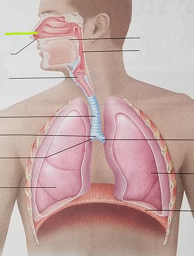 Labeling The Respiratory System Flashcards Quizlet