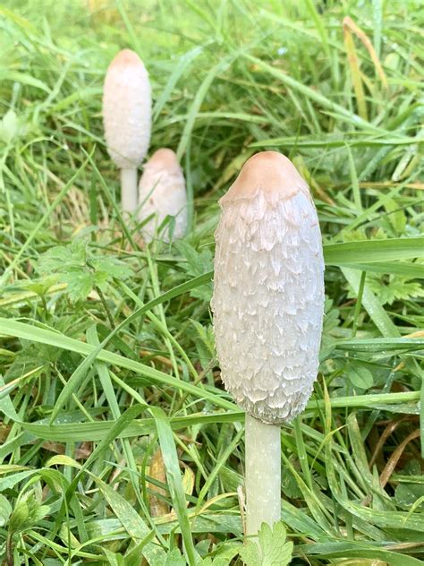 Fungi Photo Foragers Phylum Basidiomycota Class Agaric Flickr