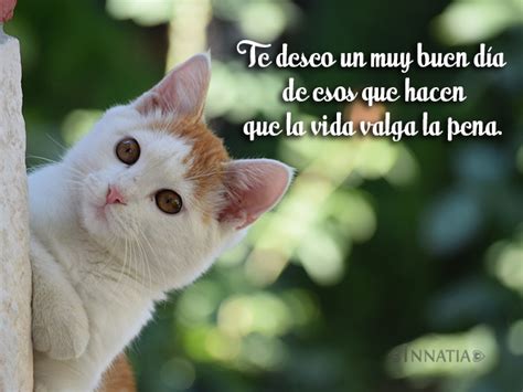 Im Genes De Gatos Con Frases De Amor Chistosas Tiernas Y M S