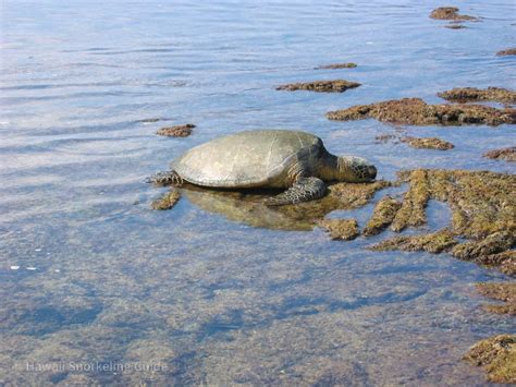 Kahaluu Beach Park Snorkeling Secrets! Guide to Big Island Snorkeling!