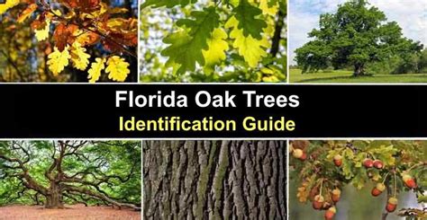 Types of Florida Oak Trees with Their Bark and Leaves – Identification ...