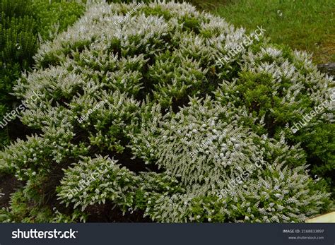 Flowering White Rakai Hebe Veronica Rakaiensis Stock Photo 2168833897