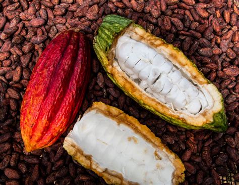 Comercialización Y Exportación De Granos De Cacao Fino De Aroma Aroco