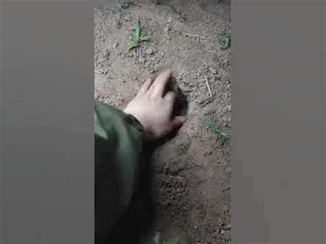 очень милый хомячок🥺♥️ - YouTube