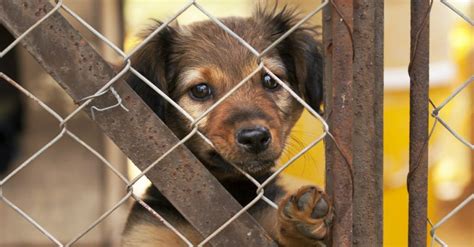 Umbria Rimborso Spese Veterinarie Per Chi Adotta Da Canili E Gattili