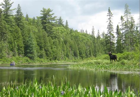 About Algonquin Park | Northern Edge Algonquin