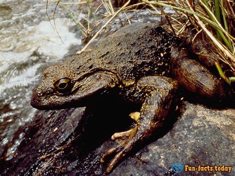 Amazing Facts About The Goliath Frogs