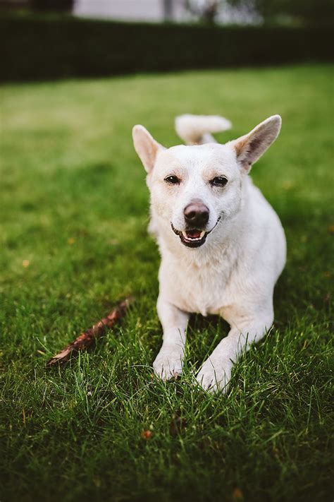 Royalty Free Photo Dog Playing With Stick Pickpik