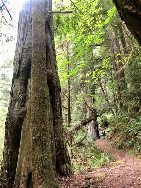 Exploring California's Majestic Redwoods: A Road Trip Adventure
