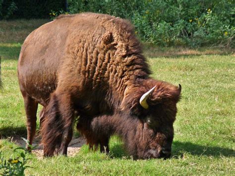 #wildlife #bison The bison was near #extinction as farmer ranchers ...