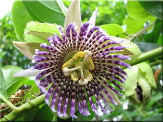 Пассифлора (Страстоцвет), (Passiflora). Описание, виды и уход за ...