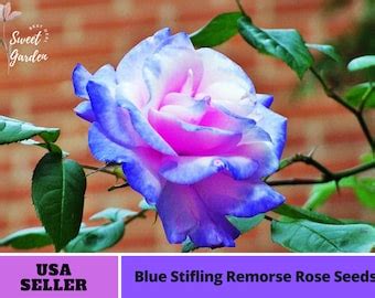 Rare Blue Pink Rose Flowers Tree Bush Or Seeds No Etsy