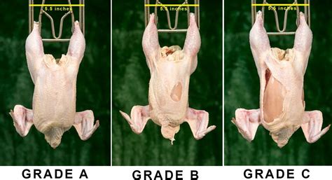 Figure Grading Carcasses Based On Cuts And Tears On The Breast