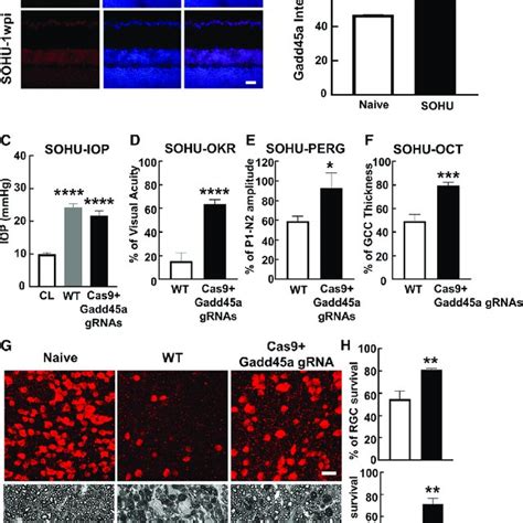 Atf And Or Chop Deletion Promotes Rgc Soma And Axon Survival In Sohu