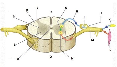 Typical Spinal Cord Segment Diagram Quizlet