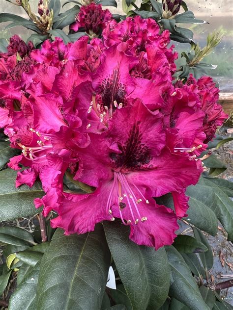 Rhododendron Sefton Rhododendrons Hybrids Species