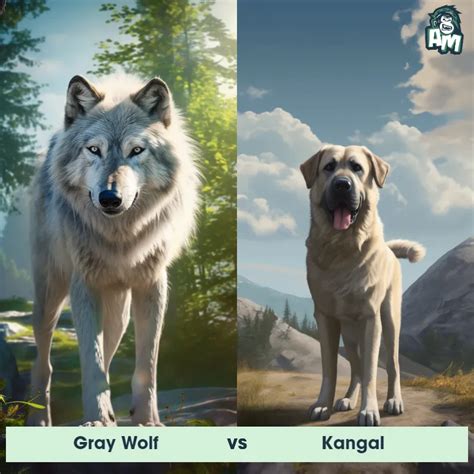 Gray Wolf vs Kangal: See Who Wins | Animal Matchup