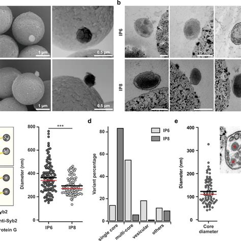 Immuno Isolation Of Two Classes Of Cytotoxic Granules From Ctls Using