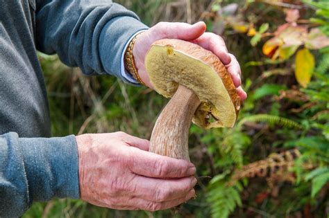 O Et Quand Trouver Des C Pes Chasseurs De Champignons