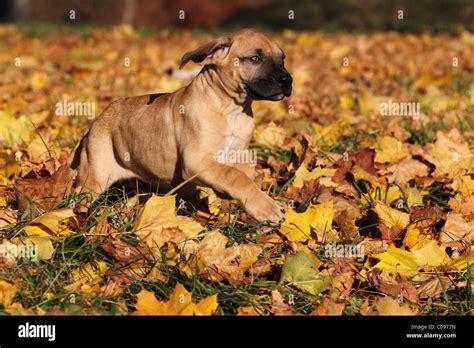 Dogo Canario Puppy Stock Photo - Alamy