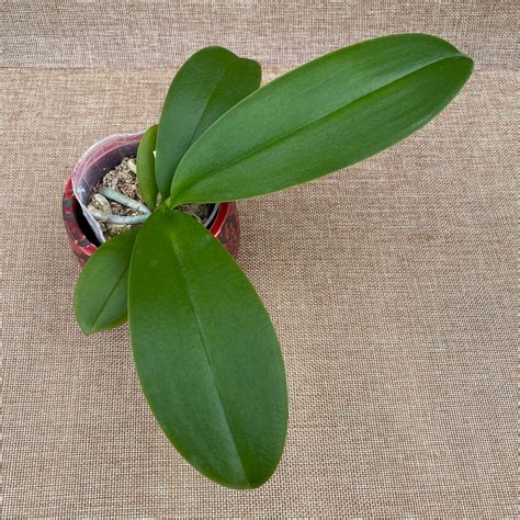 Phalaenopsis Charming Crystal Water '1288' - big lip – Floraria Secret ...