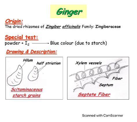 SOLUTION Pharmacognosy Ginger Plant Description And Morphology Under