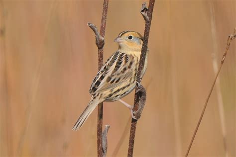 LeConte S Sparrow Ammospiza Leconteii 09 OCTOBER 2009 D Flickr