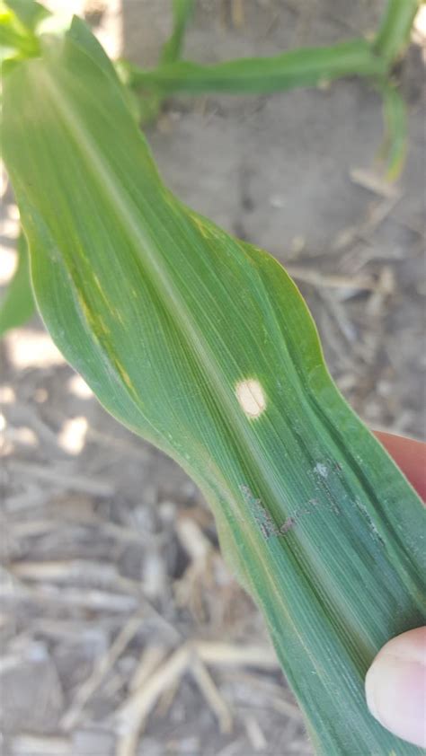 Several Corn Diseases Developing Across Nebraska Cropwatch University Of Nebraska Lincoln