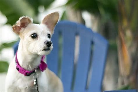 Terrier Chihuahua Mix Grooming - pic-mullet