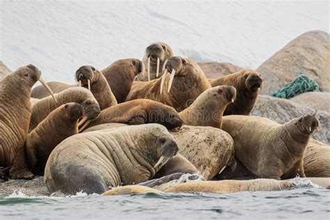 A Walrus Colony Hauled Out On Rocks In The Polar Sea North Of