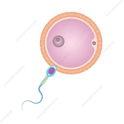 Fertilisation Illustration Stock Image F Science Photo