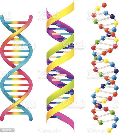 Dna Dna에 대한 스톡 벡터 아트 및 기타 이미지 Dna 나선 모양 나선구조 Istock