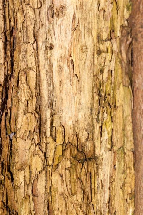 Texture Of Old Tree Stock Image Image Of Macro Tree 107467129