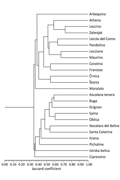 Phylogenetic Tree Of 24 Olive Varieties Based On The Jaccards