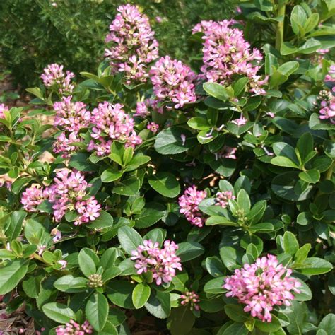 Escallonia Laevis Pink Elle Evergreen Flowering Potted Outdoor Garden