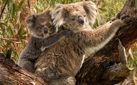 koala net worth