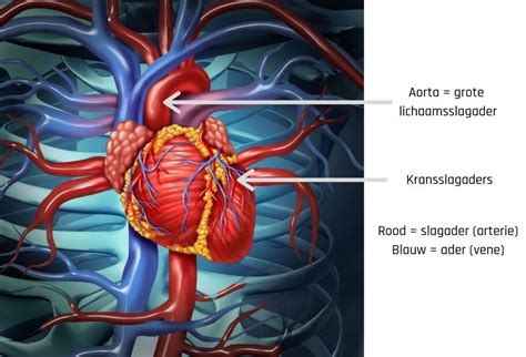 Risico Bepalen Op Hart En Vaatziekten Gezondheid En Wetenschap
