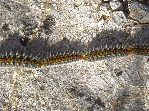 Processionary Caterpillars In Spain