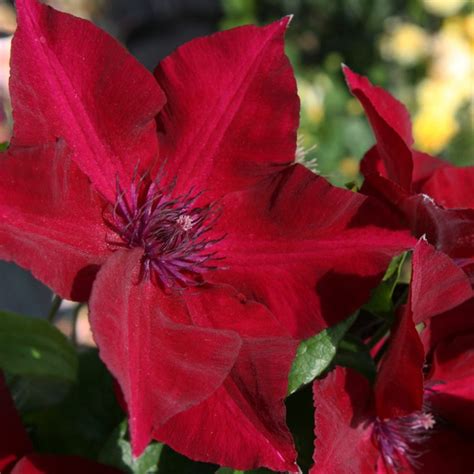 Boulevard® Nubia Clematis Plant Addicts