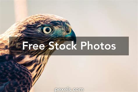 Falcon Eye Photos, Download The BEST Free Falcon Eye Stock Photos & HD ...