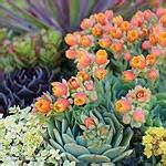 Design In My View: Rogers Gardens Nursery In Newport Beach, California