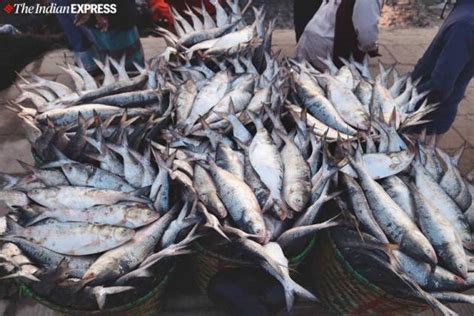 From Banks Of Karnaphuli River In Bangladesh How Hilsa Fish Makes Its