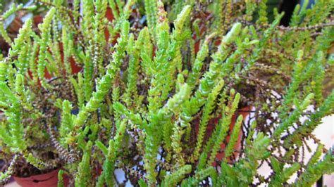 How To Grow And Care For Crassula Muscosa Aka The Watch Chain Plant